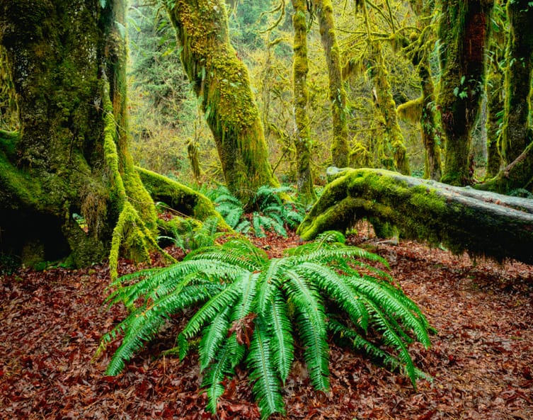 Artful Trees 6